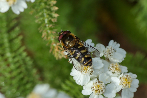 Unknown species found near Glacier County, MT, USA