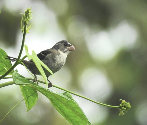Buffy-fronted Seedeater (Sporophila frontalis), photo 8