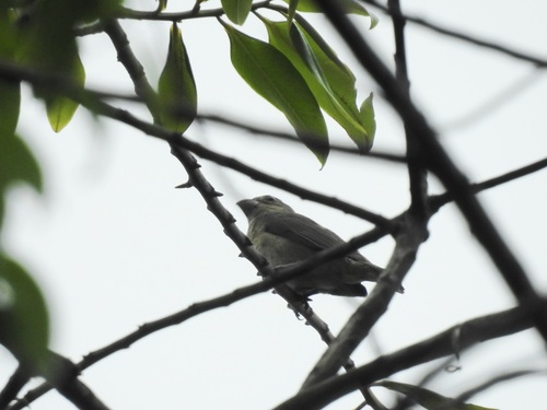 Temminck's Seedeater (Sporophila falcirostris), photo 6