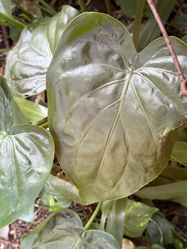 Alocasia cucullata observed 2025-10-11