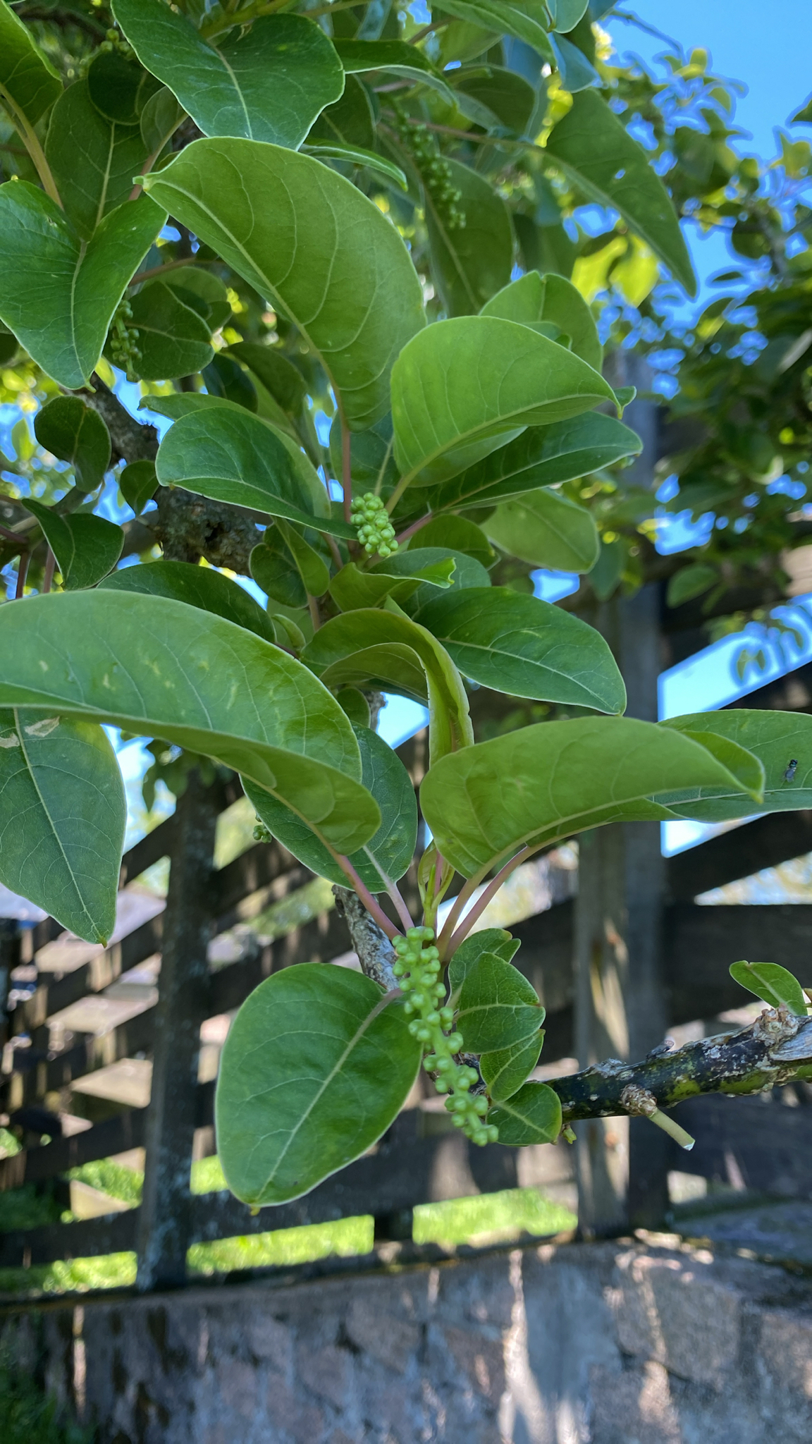 Phytolacca dioica