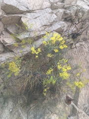 Gymnophyton isatidicarpum