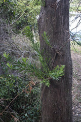 Podocarpus elongatus