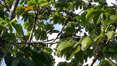 Pteroglossus torquatus