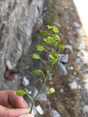 Gymnophyton isatidicarpum