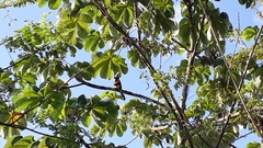 Pteroglossus torquatus