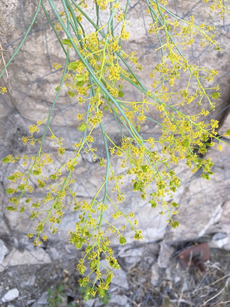 Gymnophyton