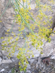 Gymnophyton isatidicarpum