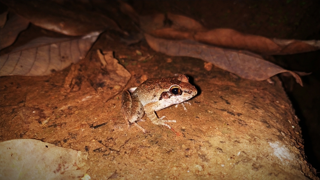 Tyson's Leaping Frog