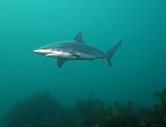 Carcharhinus obscurus