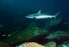 Carcharhinus obscurus