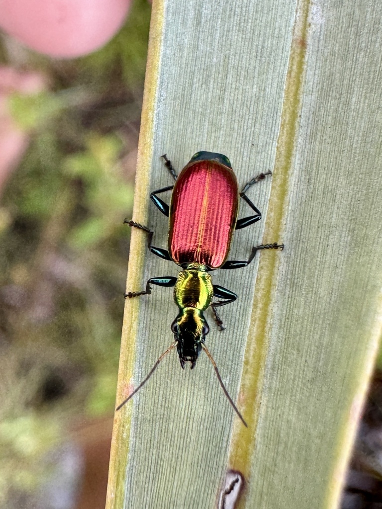 Calleida fulgida