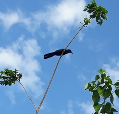 Crotophaga major