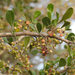 Searsia longispina - Photo (c) Hamish Robertson,  זכויות יוצרים חלקיות (CC BY-NC), הועלה על ידי Hamish Robertson