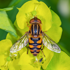 Parhelophilus integer