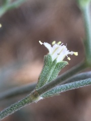 Chorizanthe kingii