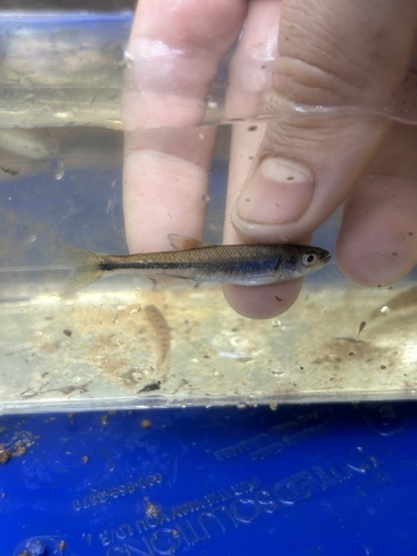 Pretty shiner (Lythrurus bellus) — Cyprinidae — 4