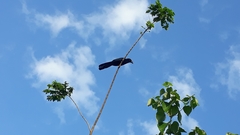 Crotophaga major