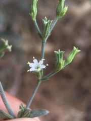Chorizanthe kingii