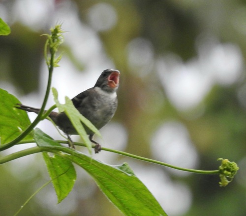 Buffy-fronted Seedeater (Sporophila frontalis), photo 4