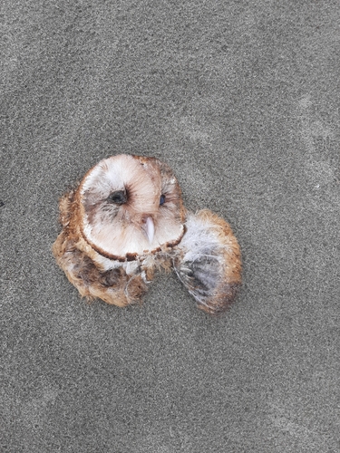 View observation of {o.common_name} on iNaturalist