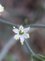 Chorizanthe kingii