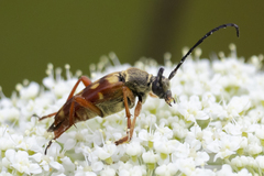 Typocerus velutinus