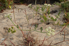 Capnophyllum