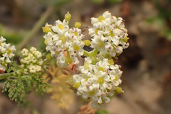 Capnophyllum
