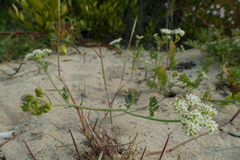Capnophyllum