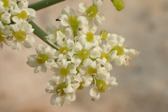 Capnophyllum