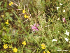 Crupina crupinastrum