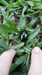 Lagochile emarginata