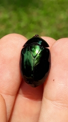 Lagochile emarginata