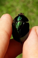 Lagochile emarginata