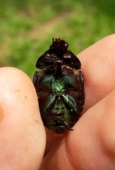 Lagochile emarginata