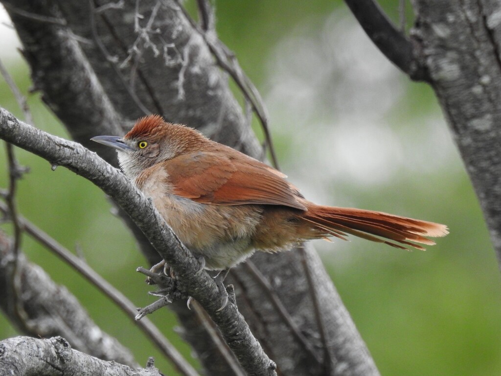 Greater Thornbird