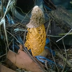 Phallus luteus