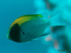 Chromis klunzingeri