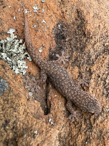 Gehyra lazelli (Wells & Wellington, 1985)