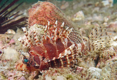 Dendrochirus brachypterus