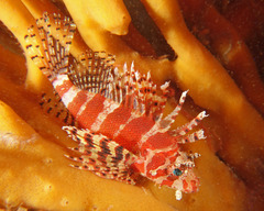 Dendrochirus brachypterus