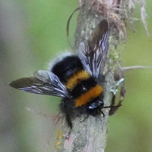 Andean Gardener Bumble Bee
