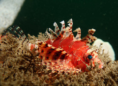 Dendrochirus brachypterus