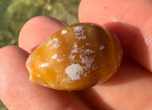 Cypraea schilderorum observed 2025-07-26