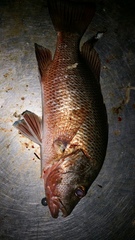 Lutjanus argentimaculatus