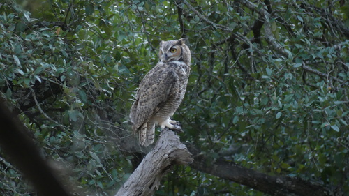 View observation of {o.common_name} on iNaturalist