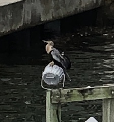 Anhinga anhinga