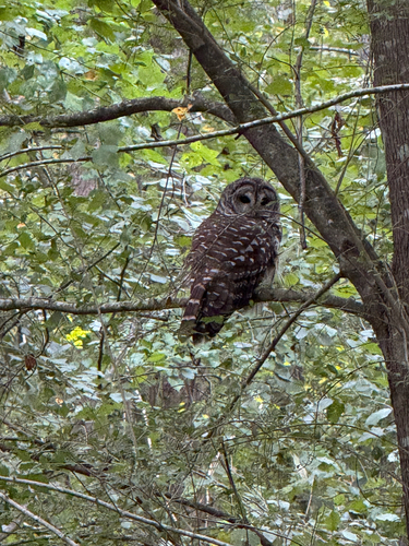View observation of {o.common_name} on iNaturalist