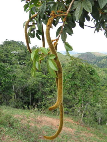 Handroanthus chrysotrichus